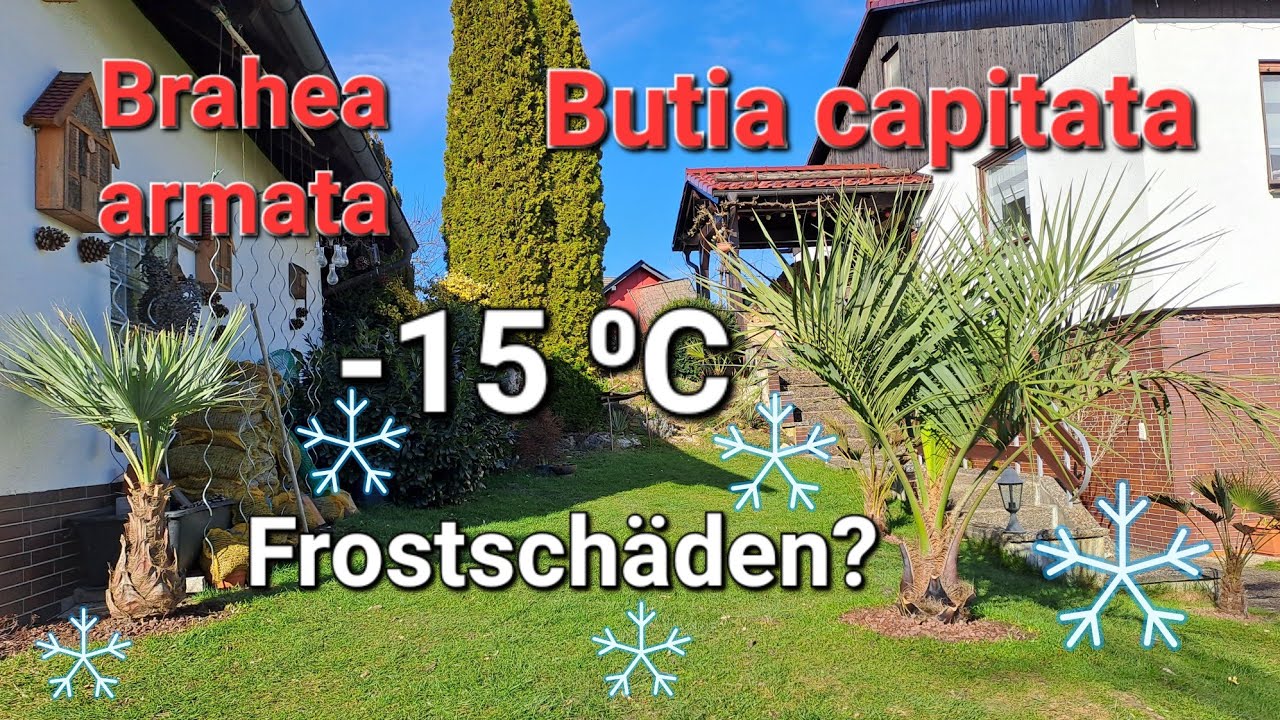 Butia capitata und Brahea armata ohne Frostschäden, Palmen Winterschutz abbauen, Trachycarpus, Palm