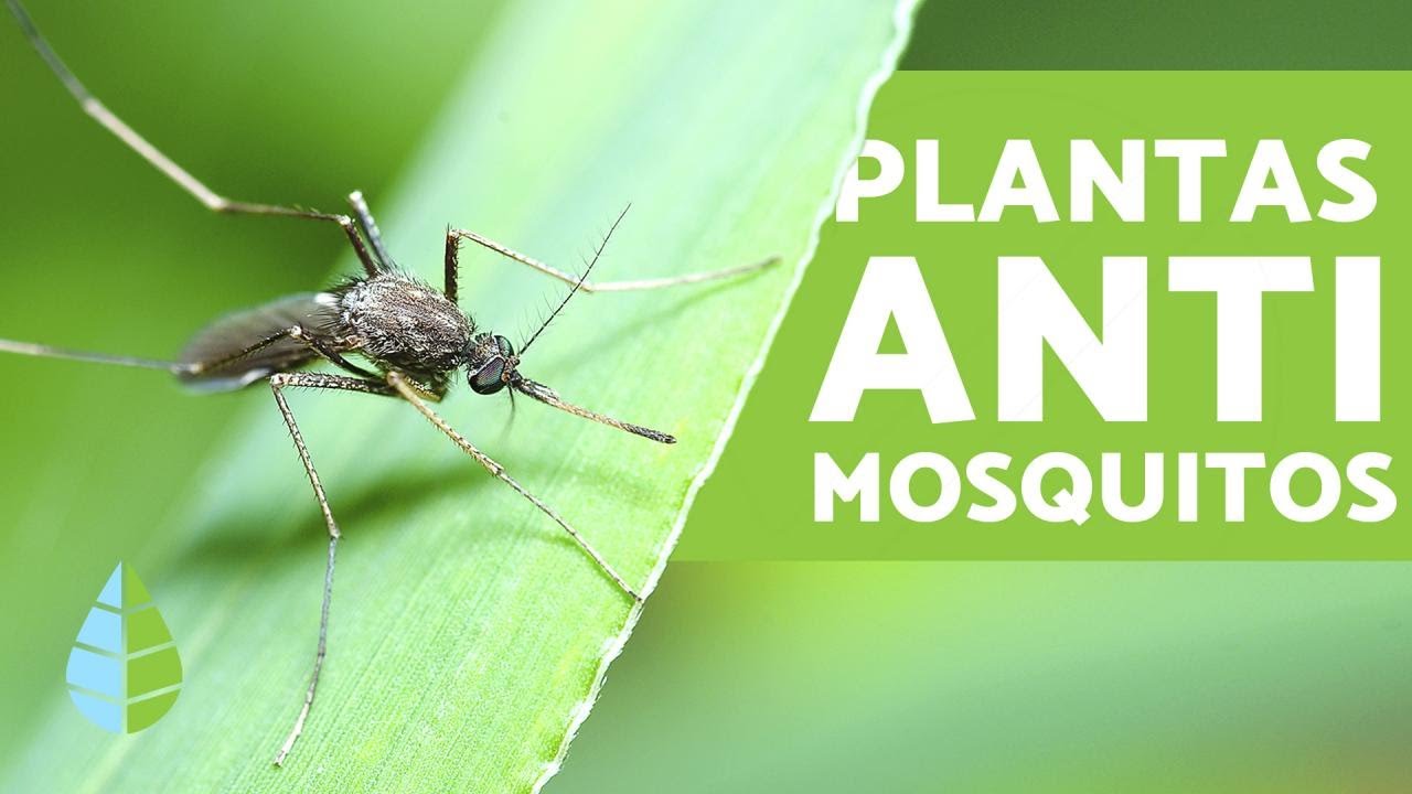 Mosquitos en la tierra de las plantas