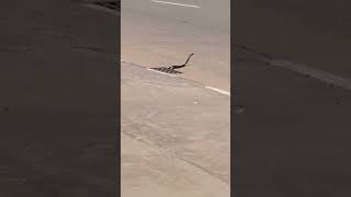 DETIK-DETIK ULAR COBRA TERLINDAS MOBIL #shorts #vidioviral