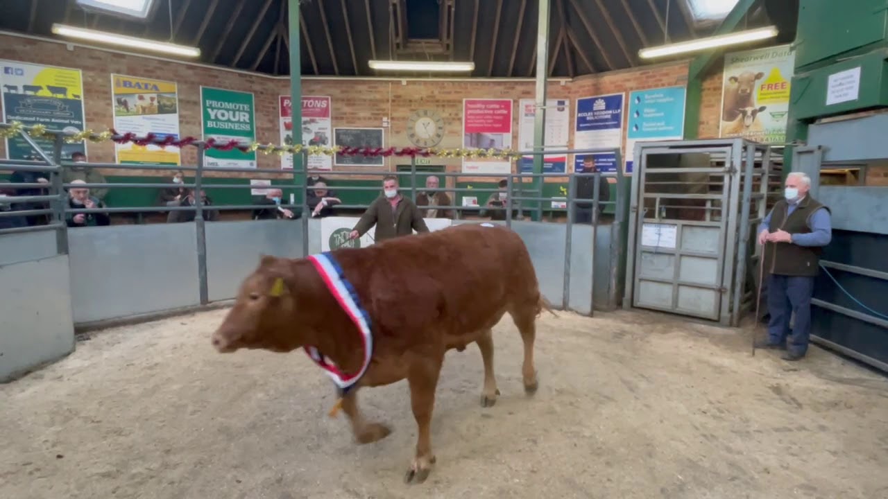 Champion Beast Christmas Show 2020