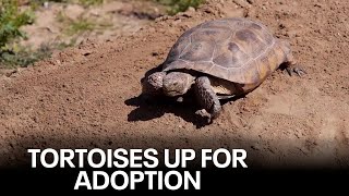Tortoises being offered up for adoption by Arizona Game and Fish screenshot 4