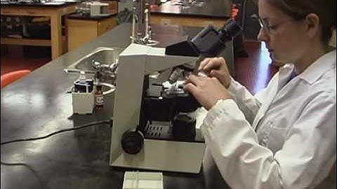 Part 5: How to Use Stereo and Compound Microscopes