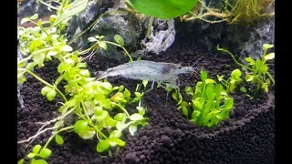 Amano shrimp introduced into my new aquascape