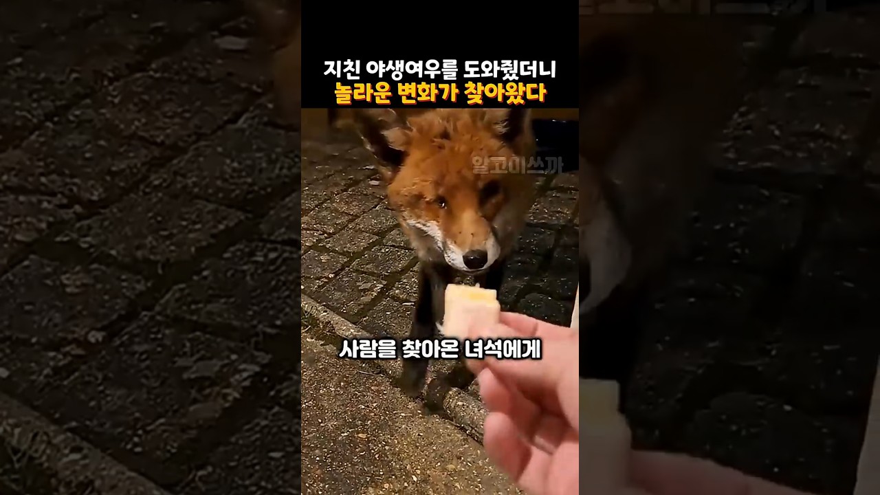 다친 야생 여우에게 매일 약을 넣은 음식을 준 여자