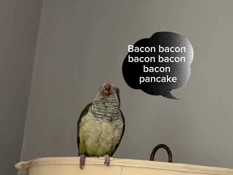 Quakerparrot started to talk…