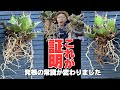 【アガベ植え替え】発根量がえげつない。植え替えには必須アイテムになりました！