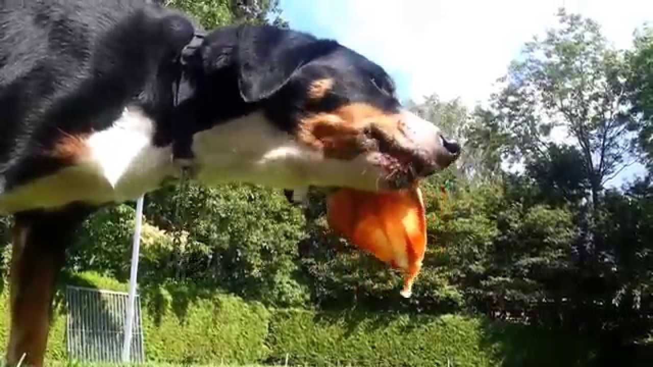 Dog eating raw meat (BARF / NRV) rabbit, lamb and guinea fowl YouTube