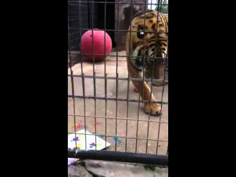 rescue dogs rock nyc Tiger Painting
