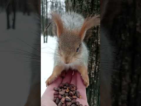 Попросил незнакомую белку сесть на ладонь / An unfamiliar squirrel sat on the palm of his hand