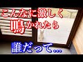 激しい大声で玄関開けろ!と鳴く野良猫