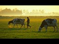 Miniature de la vidéo de la chanson Naar Oostland Willen Wij Rijden