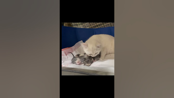 브리티쉬숏헤어 6마리 출산 #cat #아기고양이#고양이출산