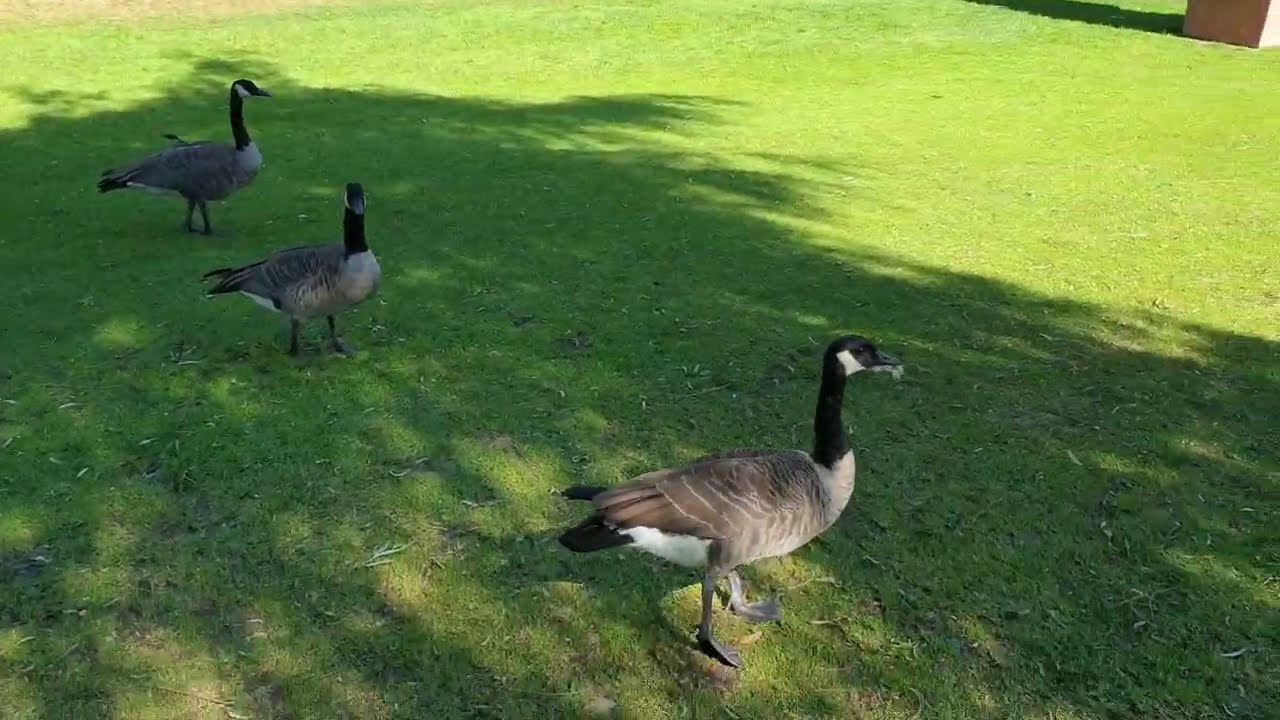 Canada geese in Van Dusen Botanical garden
