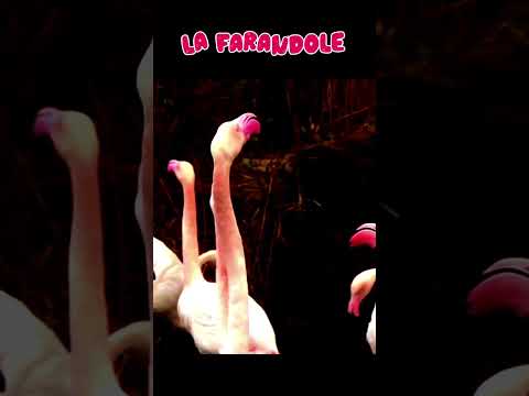 La farAndOLe dU claQué au sOL