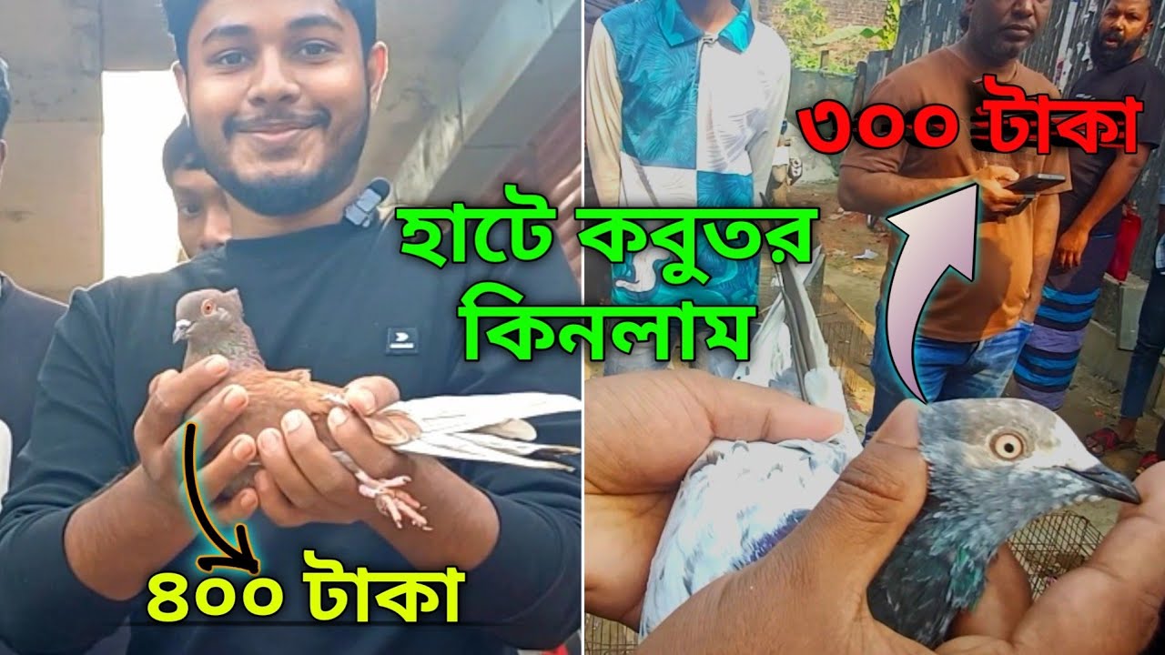 হাট থেকে দেশি কবুতর কিনলাম | রুহিতপুর কবুতরের হাটে কবুতর কেনা | হাটে দেশি কবুতরের দাম