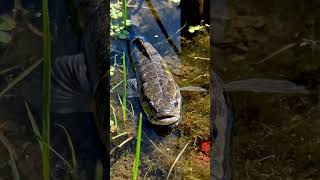 🎣 Hidden Fish Paradise Discovered! 🏞️ Countryside Life Will Amaze You! 🤯