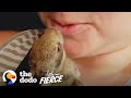 Wild Baby Rabbit Doubles in Size Every Day | The Dodo Little But Fierce