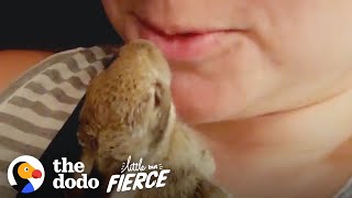 Wild Baby Rabbit Doubles in Size Every Day | The Dodo Little But Fierce