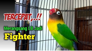 Suara Burung Lovebird ini CEPAT SEKALI Merangsang LABET Jadi EMOSI, Terpancing FIGHTER dan Ngekek