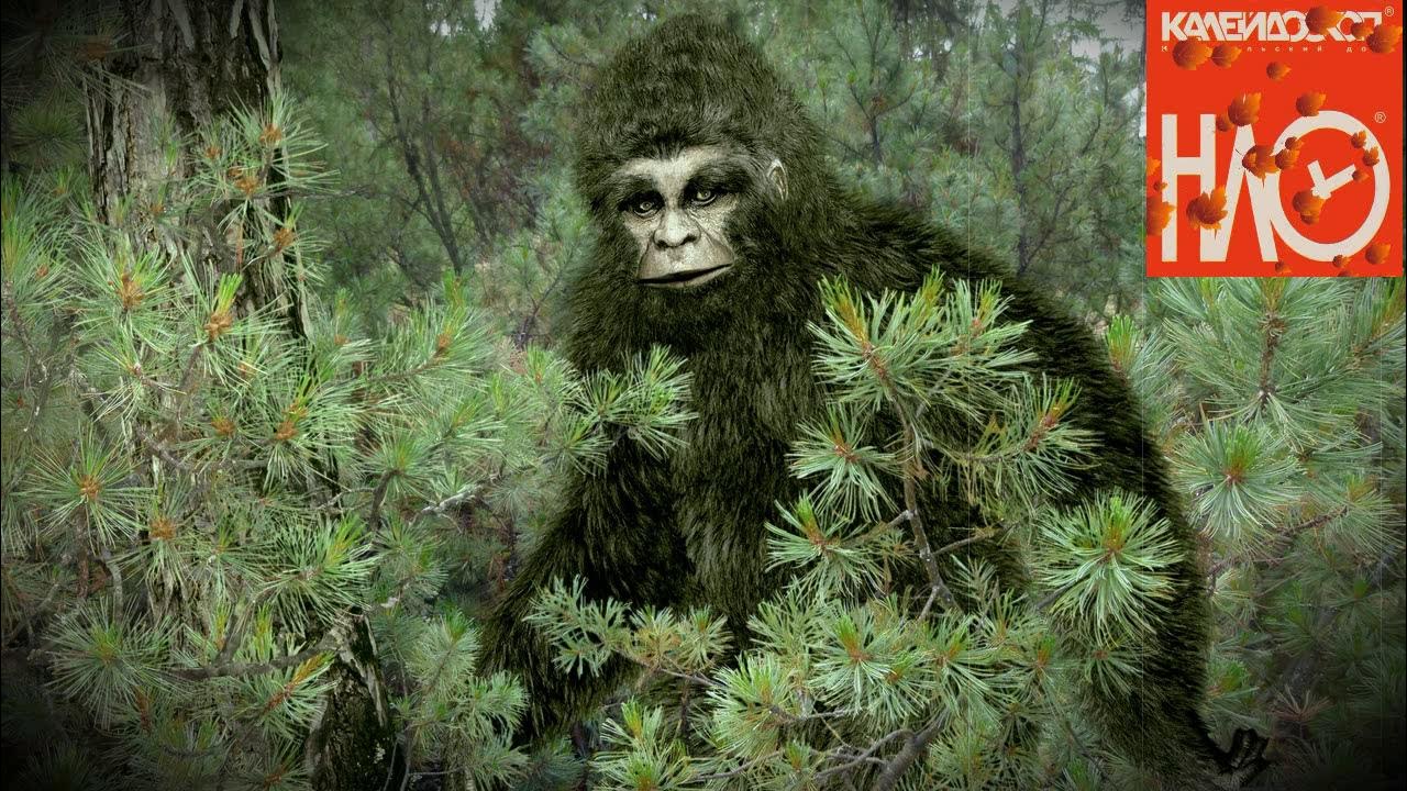 Бигфут сасквоч йети. Бигфут йети. Бигфут йети. Деревня йети. Фотографии снежного человека.