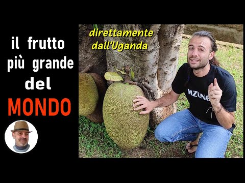 Video: Cura del jackfruit - Come coltivare alberi di jackfruit