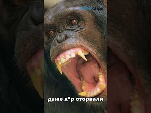 Ужасающая правда о шимпанзе...