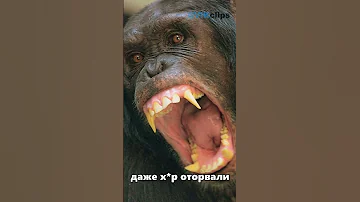 Ужасающая правда о шимпанзе...