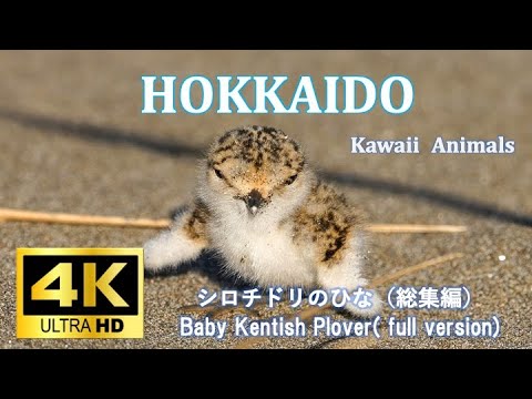 hana   に鳥 ブンチョウ 13 | HANSA