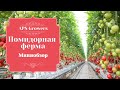 Работа в Англии на ферме.  APS Growers.  Вся правда! Сбор помидор...