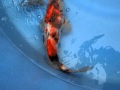 2011.12徐世宏當歲昭和三色42cm