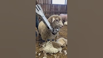 How AI Robots Shear Sheep | Ultra-Detail Wool Trimming #automation #farming #ai