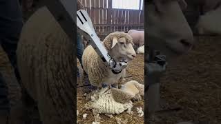 How AI Robots Shear Sheep | Real-Life Precision Wool Trimming #automation #farming #ai
