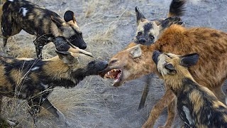 Painful Hyena Is Brutally Attacked By Wild Dogs To Steal Its Prey And The Profiteer Is Leopard