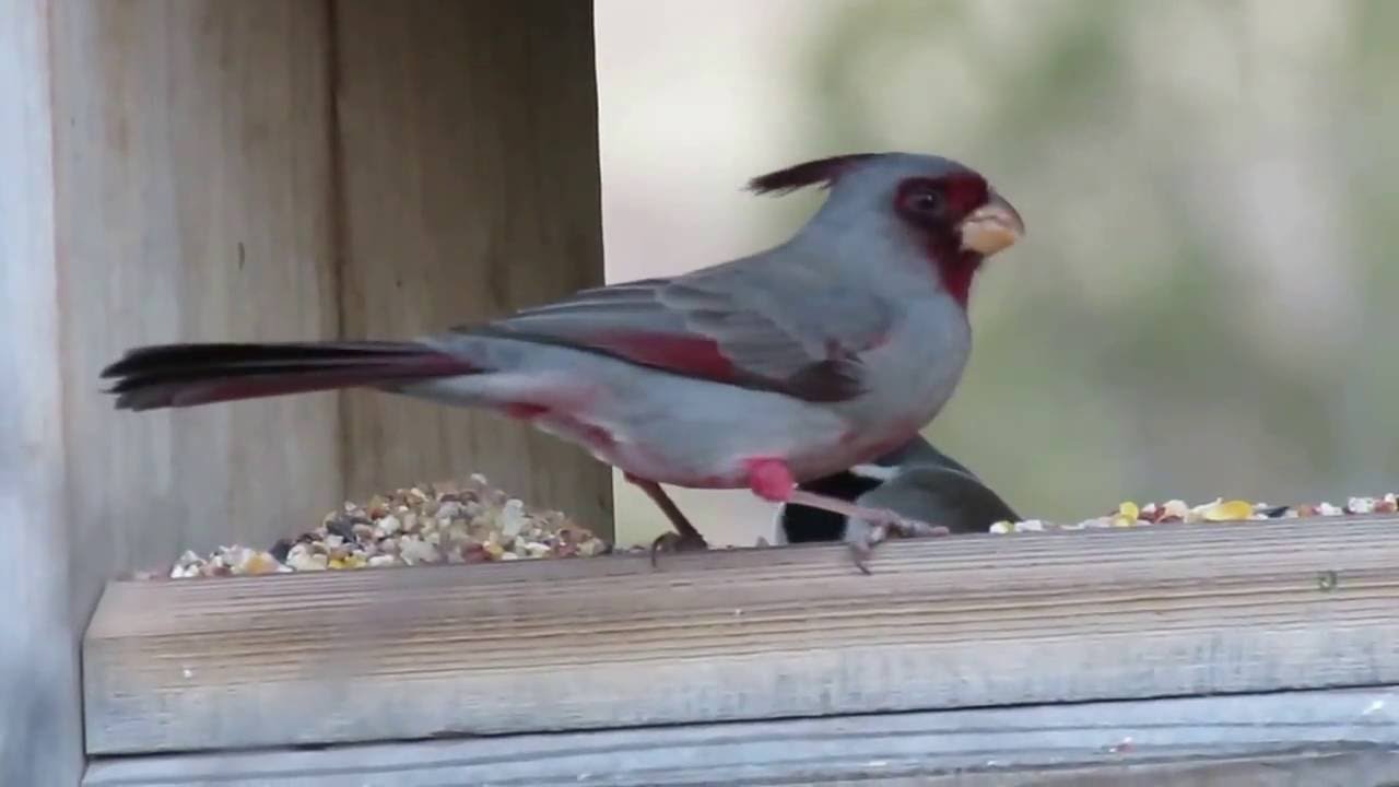 Pyrrhuloxia (Cardinalis sinuatus) (aka Desert Cardinal) Male at Feeder ...