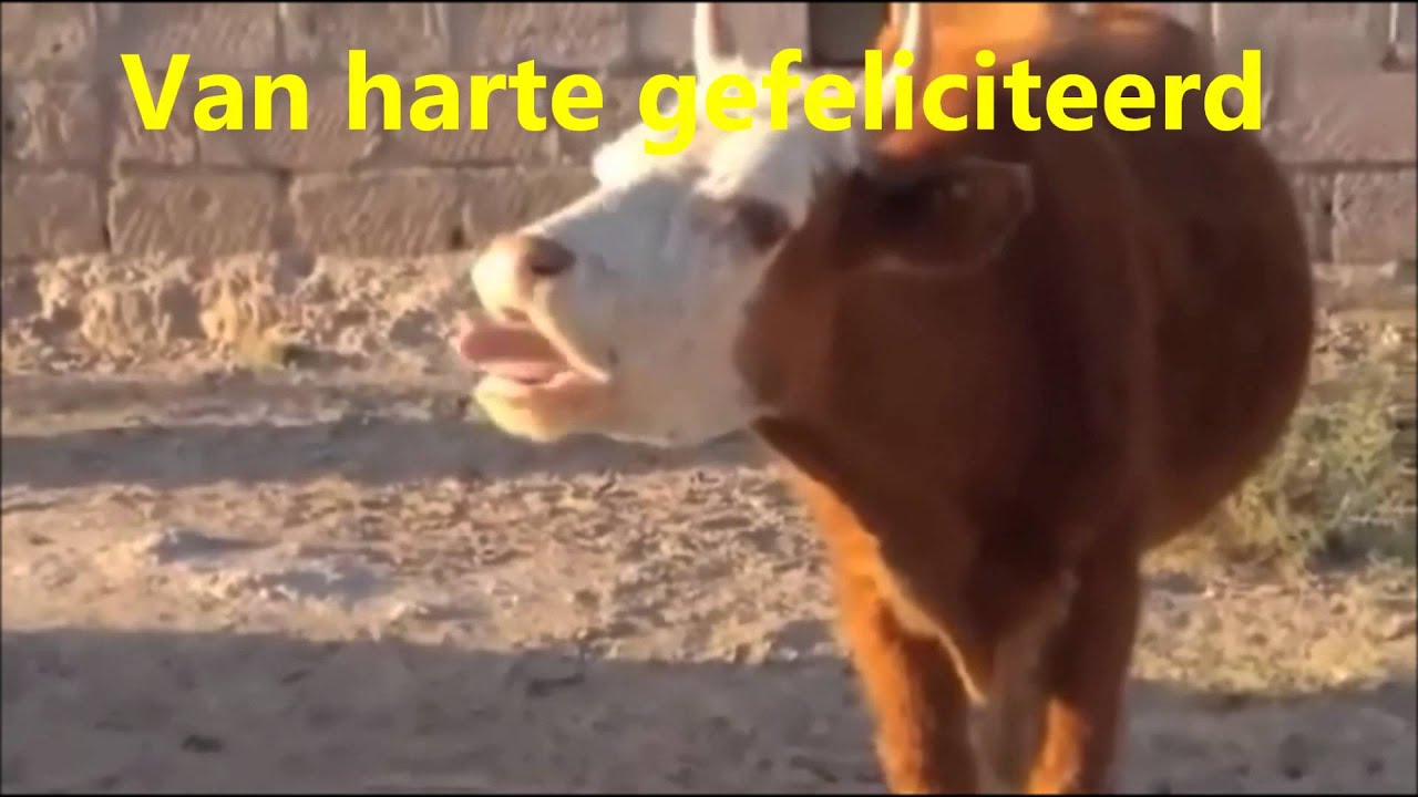 Ongekend Van harte gefeliciteerd - YouTube RH-38