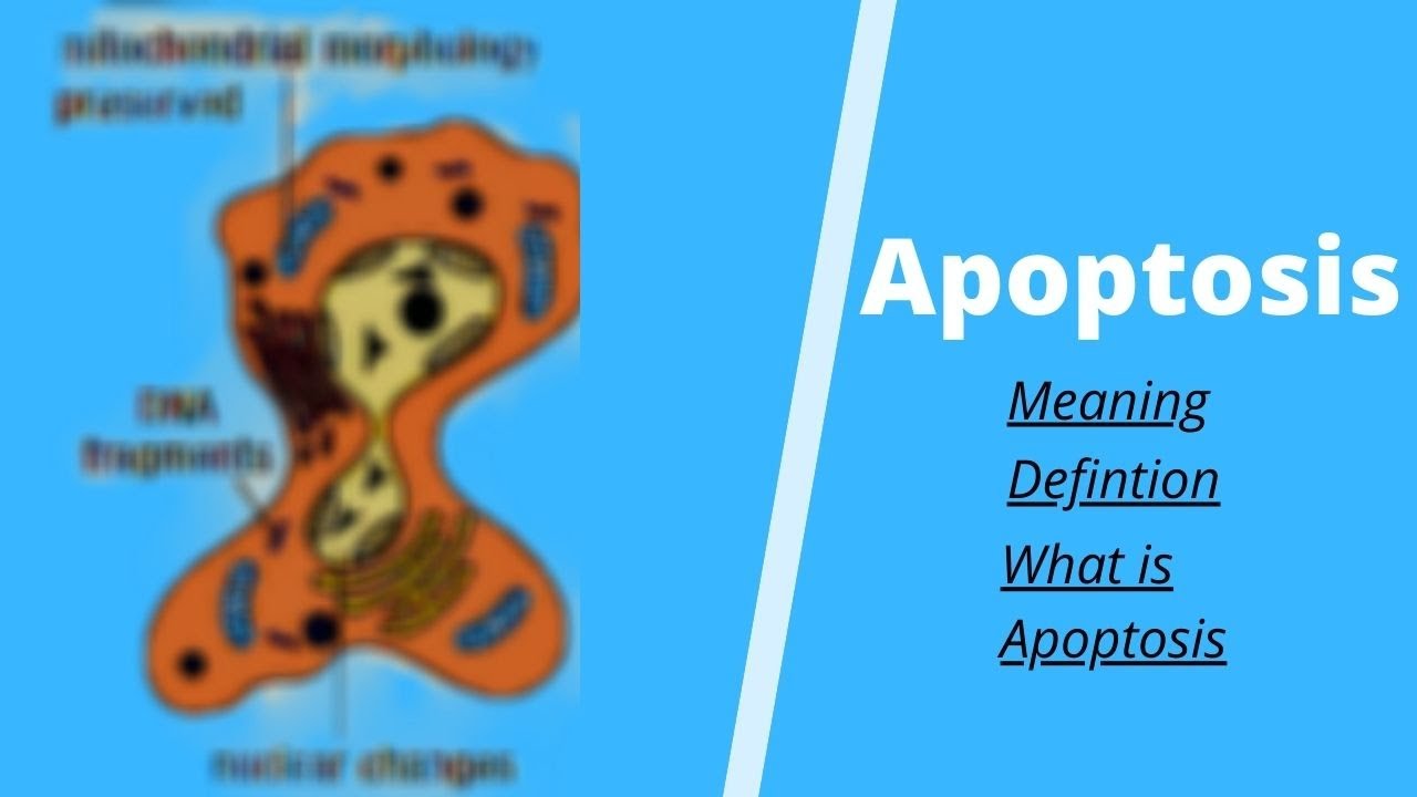 Apoptosis Meaning |Apoptosis Definition |What is Apoptosis  |Programmed Cell Death |The Science Info