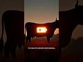 From Sunlight to Steak: The Science Behind Cows 🐄