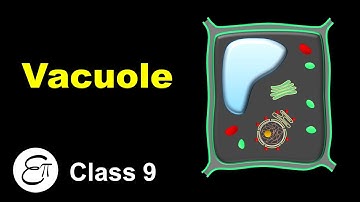 Vacuole || The Fundamental Unit of Life - 14 || for Class 9 in Hindi