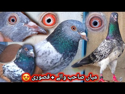 Mian Sab walay Or Dub walay Qasoori 0302 1400927 || Pigeons Gallery ...