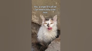 Every bit of your support counts. Click on the links in our bio to donate for any support#cat #help