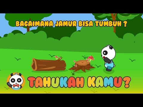 Jamur Anak Tk