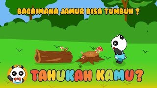 [Video Edukasi Anak] Tahukah Kamu | Bagaimana Jamur Bisa Tumbuh?