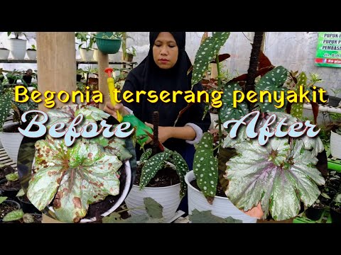 Video: Begonia Dengan Daun Bercak – Informasi Tentang Pengobatan Begonia Bakteri Bercak Daun