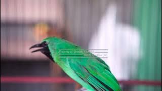 Buktikan Pancingan Yang Sangat Ampuh Untuk Cucak Ijo Lain Agar Cepat Bunyi Gacor Tanpa Henti