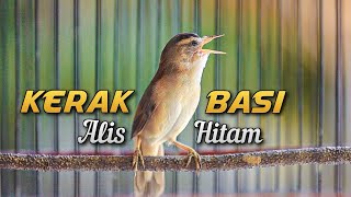 KERAK BASI ALIS HITAM GACOR | MASTERAN KERAK BASI ALIS HITAM | PANCINGAN KERAK BASI ALIS HITAM