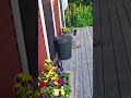 Lila Stuga Cottage .Sweden #visitsweden#stugakramfors#stugahögakusten#cottagehighcoast#sommarstuga