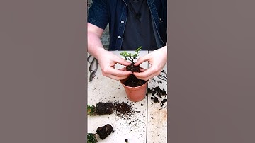 How to Grow Hinoki Cypress Bonsai from Cuttings!