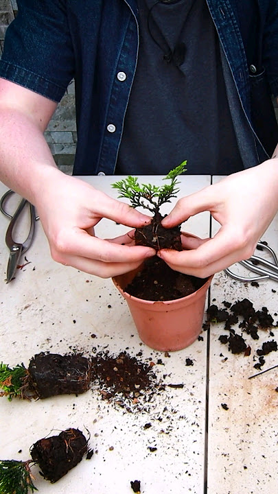How to Grow Hinoki Cypress Bonsai from Cuttings!
