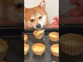 カップケーキを食べる柴犬