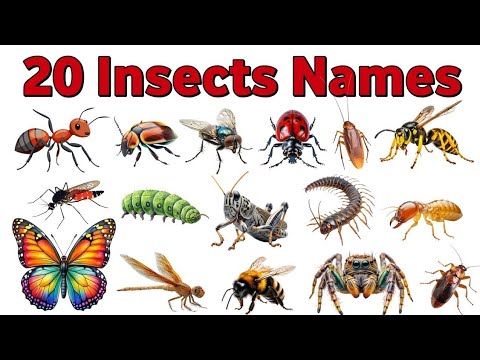 Learn Insects for Kids | Insects Name in Hindi and English with Pictures | Bugs Name for Children